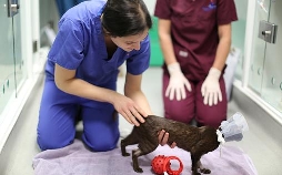 Der Super-Doc - Einsatz für 4 Pfoten