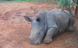 Das Waisenhaus für wilde Tiere