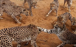 Das Waisenhaus für wilde Tiere