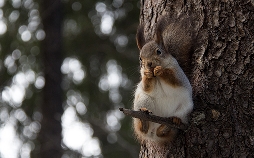 Unsere Eichhörnchen