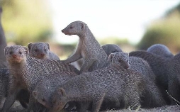 Das Waisenhaus für wilde Tiere