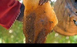 Die Bienenflüsterer