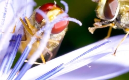 Insekten - Die Meister der Anpassung