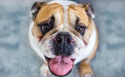 Der Super-Doc - Einsatz für 4 Pfoten