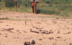 Ein Leben unter Elefanten