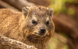 Feuer, Fluten, Wirbelstürme - Überlebenstricks der Tiere