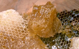 Die Bienenflüsterer