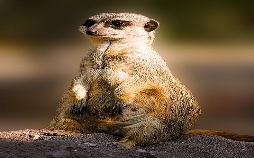 Giraffe, Erdmännchen & Co