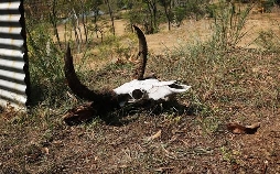 Goldrausch in Australien