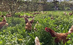 Die Bio-Revolution: Die Karriere der ökologischen Landwirtschaft