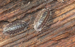 Das kleine 1x1 der Artenkunde