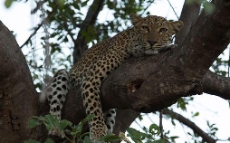 Malika Leopard Huntress