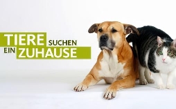 Tiere suchen ein Zuhause