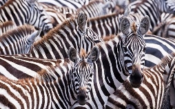 Die Farben der Tierwelt