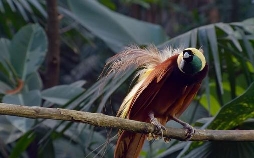 Die Sprache der Tiere