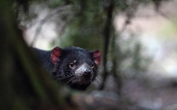 Australiens wilde Wälder