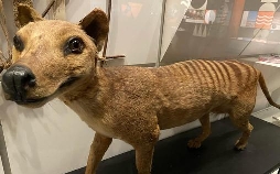 Rückkehr der Mammuts? Die Wiederbelebung ausgestorbener Arten