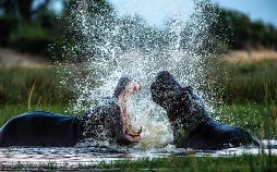 Okawango - Fluss der Träume