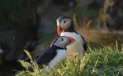 Islands Papageitaucher - Geliebt und gefährdet