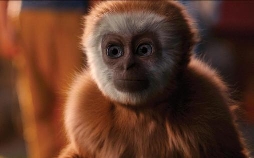 Monky – Kleiner Affe, großer Trost
