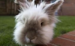 Der Super-Doc - Einsatz für 4 Pfoten