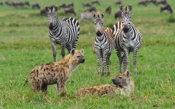 Afrikas Ikonen der Tierwelt