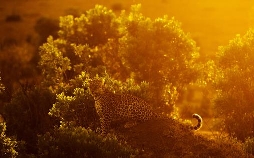 Die Leopardin
