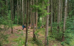 Wunderbare Waldwelt - Wie diese grünen Oasen zum Klimaschutz und zu unserer Gesundheit beitragen