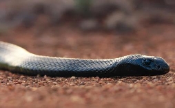 Neuseeland - Rivalen der Urzeit: Evolution Extrem