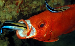 Tierische Freaks der Ozeane