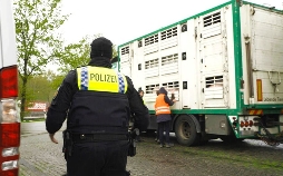 Achtung Tiertransport - Lange Wege auf den Teller