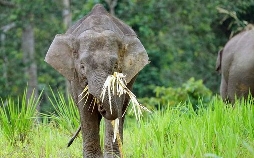 Geheimnisse Asiens - Die schönsten Nationalparks. Borneos wilde Elefanten