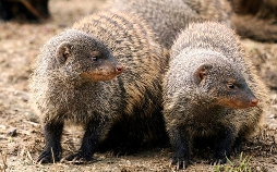 Wildes Uganda - Tierparadies im Osten Afrikas
