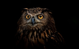Tierische Killer