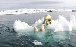 Terra Mater - Die Reise der Eisbären