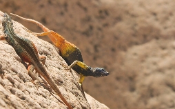 Die Farben der Tierwelt