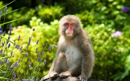 Wildes Japan