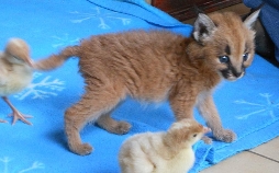 Das Waisenhaus für wilde Tiere