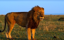Afrikas Ikonen der Tierwelt