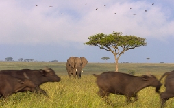 Afrikas Ikonen der Tierwelt