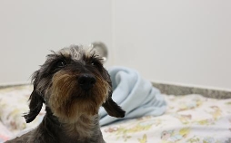 Der Super-Doc - Einsatz für 4 Pfoten