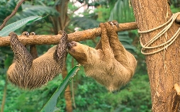 Elefant, Tiger & Co. - Spezial | TV-Programm von mdr