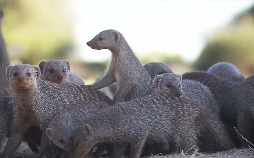 Das Waisenhaus für wilde Tiere