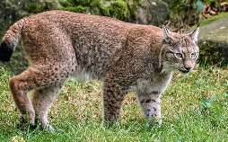Expeditionen ins Tierreich