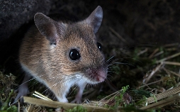 Die Nacht erwacht! Über Leben im Wald