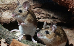 Wilder Frühling - Tierische Liebe zwischen Oberrhein und Zugspitze