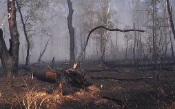 Deutschlands Wald im Wandel