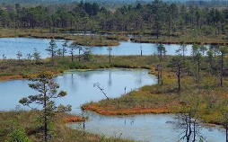 Wildes Baltikum