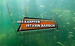 Das kleine 1x1 der Artenkunde
