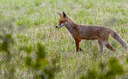 Expeditionen ins Tierreich